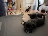 Lily, a female French Bulldog for sale in Tucson, AZ – 4 of 10