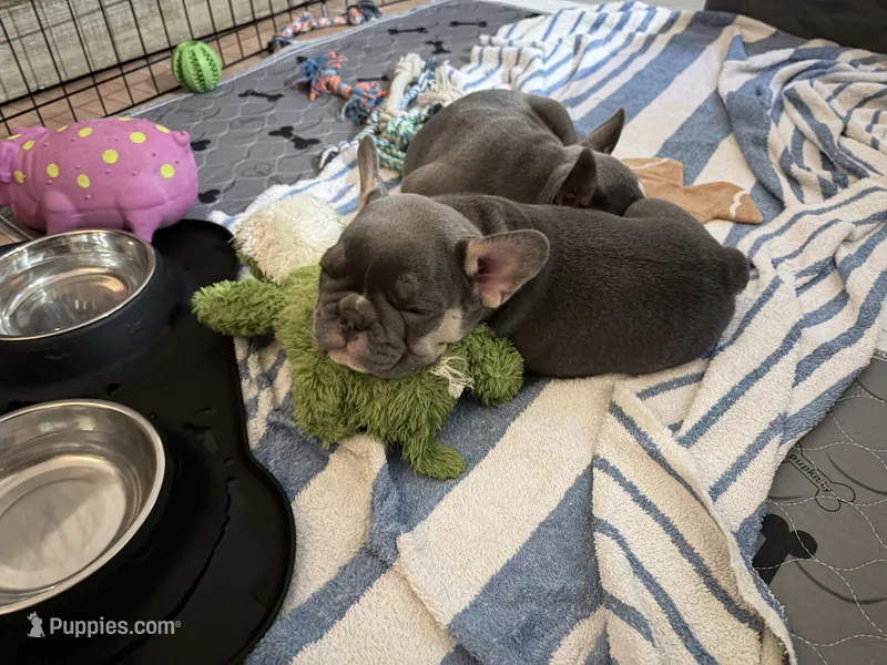 Cudi – French Bulldog puppy for sale in Tucson, AZ