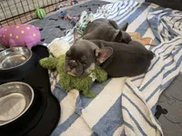 Cudi, a male French Bulldog for sale in Tucson, AZ – 1 of 8