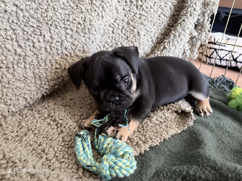 Bear – French Bulldog puppy for sale in Tucson, AZ