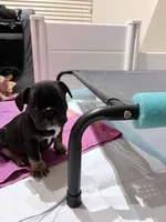 Lily, a female French Bulldog for sale in Tucson, AZ – 3 of 10