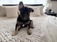 Bear - Prepaid AKC Registration, a male French Bulldog for sale in Tucson, AZ – 2 of 10