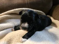 Abby Jo, a female Miniature Schnauzer and Yorkshire Terrier for sale in Chouteau, OK – Photo 2 of 2