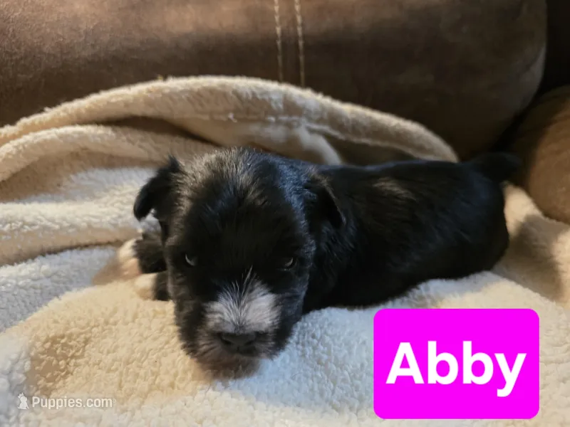 Abby Jo, a female Miniature Schnauzer and Yorkshire Terrier for sale in Chouteau, OK – Photo 1 of 2