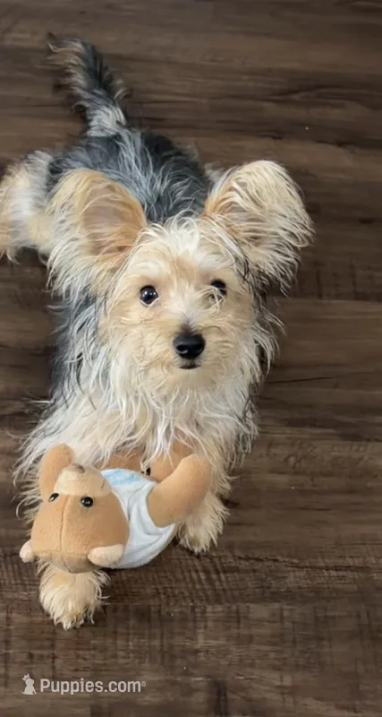 diablo – Yorkipoo puppy for sale in Chicago, IL