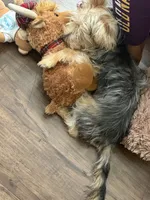 diablo, a male Yorkipoo for sale in Chicago, IL – 3 of 3