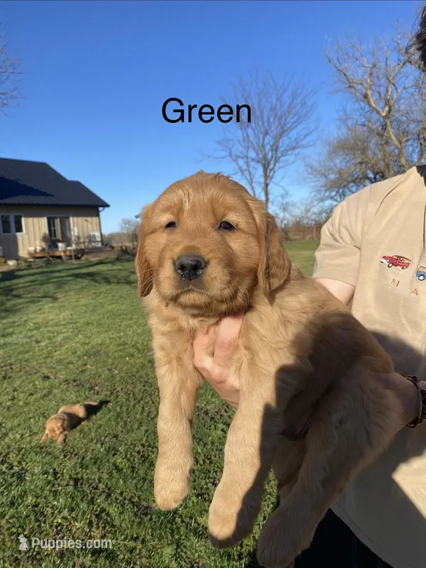 Steve, a male Golden Retriever for sale in Hutchinson, KS – Photo 1 of 5