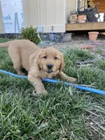 Steve, a male Golden Retriever for sale in Hutchinson, KS – Photo 2 of 5