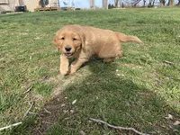 Steve, a male Golden Retriever for sale in Hutchinson, KS – Photo 5 of 5