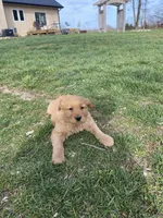 Steve, a male Golden Retriever for sale in Hutchinson, KS – Photo 4 of 5