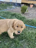 Steve, a male Golden Retriever for sale in Hutchinson, KS – Photo 3 of 5
