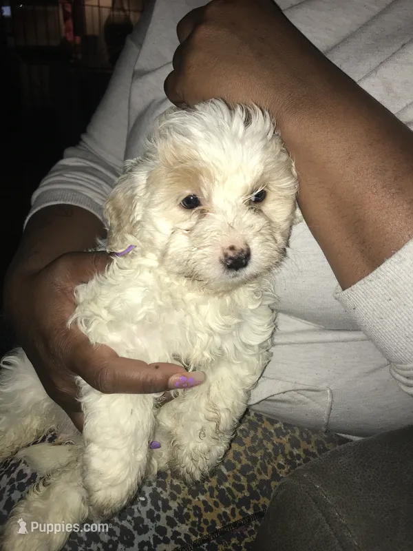Bella – Goldendoodle puppy for sale in Milwaukee, WI