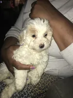 Bella, a female Goldendoodle for sale in Milwaukee, WI – 1 of 1