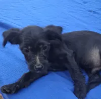 Cavachi, a male Cavalier King Charles Spaniel and Chihuahua for sale in Henderson, TN – 3 of 4