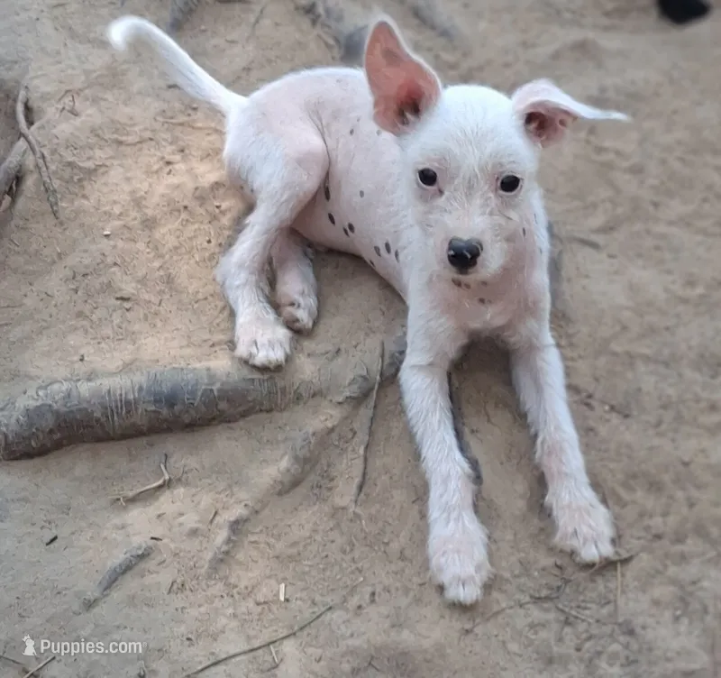 White boy – Chinese Crested puppy for sale in Henderson, TN