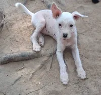 White boy, a male Chinese Crested for sale in Henderson, TN – 1 of 3