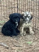 Baby girl, a male Cavapoo for sale in Henderson, TN – 3 of 4