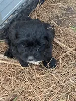 Baby girl, a male Cavapoo for sale in Henderson, TN – 4 of 4