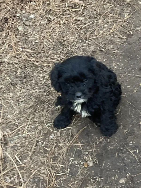 Baby girl – Cavapoo puppy for sale in Henderson, TN