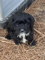 Baby girl, a male Cavapoo for sale in Henderson, TN – 2 of 4