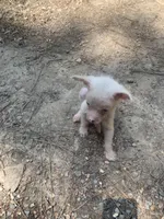 White boy, a male Chinese Crested for sale in Henderson, TN – 4 of 4