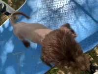 Chocolate boy, a male Chinese Crested for sale in Henderson, TN – 4 of 5