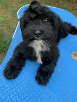 Available , a male Cavapoo for sale in Henderson, TN – 1 of 6