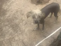 Hairless , a male Chinese Crested for sale in Henderson, TN – 3 of 6