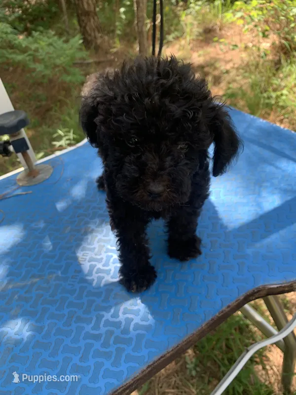 Ebony – Shih Tzu, Poodle - Toy  puppy for sale in Henderson, TN