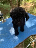 Ebony, a female Shih Tzu and Poodle - Toy  for sale in Henderson, TN – 1 of 4