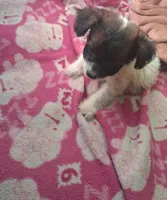 Tri male, a male Poodle - Toy  and Chiweenie for sale in Henderson, TN – 5 of 6