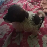 Tri male, a male Poodle - Toy  and Chiweenie for sale in Henderson, TN – 4 of 6