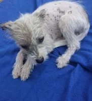 Precious , a female Chihuahua and Chinese Crested for sale in Henderson, TN – 2 of 3