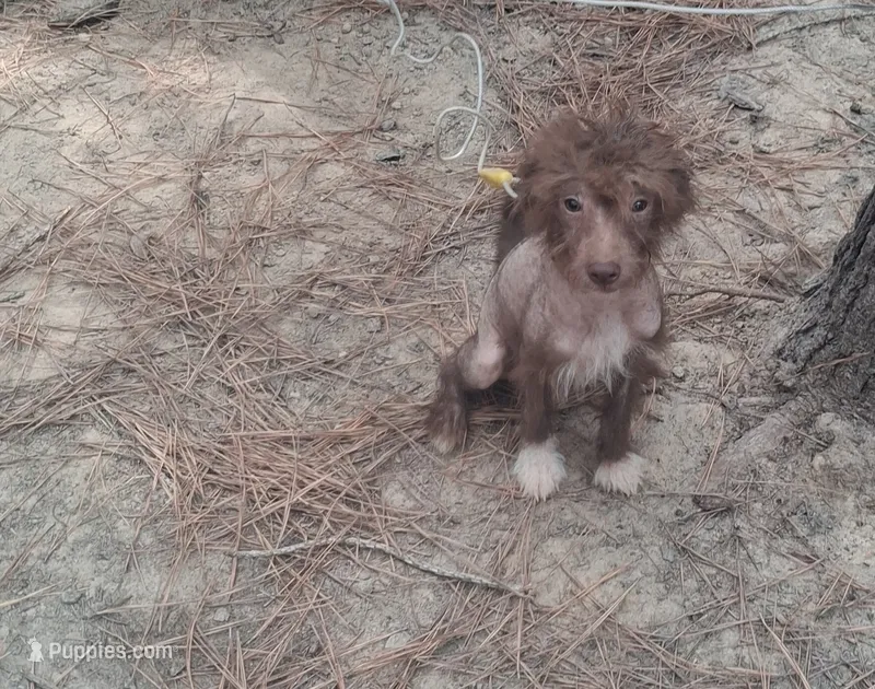 Chocolate boy – Chinese Crested puppy for sale in Henderson, TN