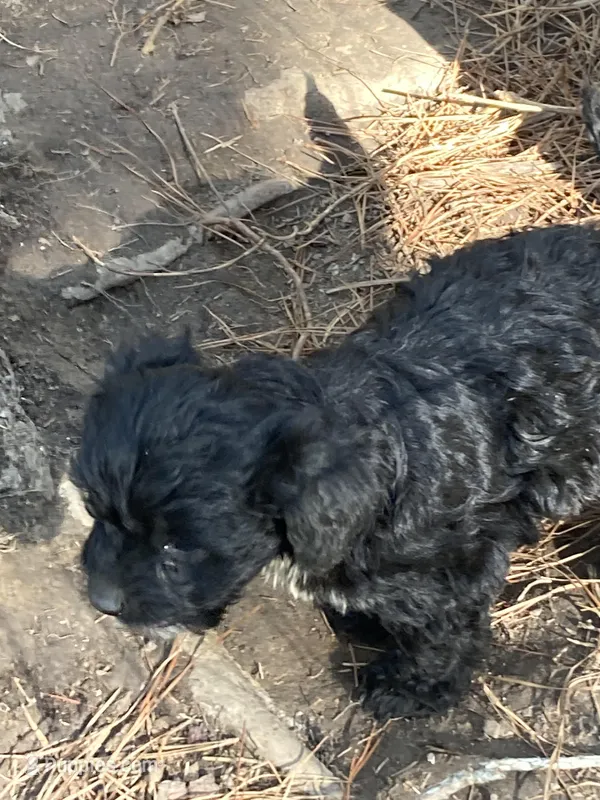 Boie – Cavapoo puppy for sale in Henderson, TN