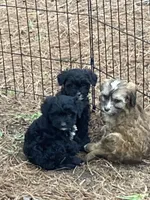 Boie, a male Cavapoo for sale in Henderson, TN – Photo 2 of 2