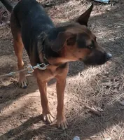 Sassy, a female German Shepherd Dog for sale in Henderson, TN – 1 of 3