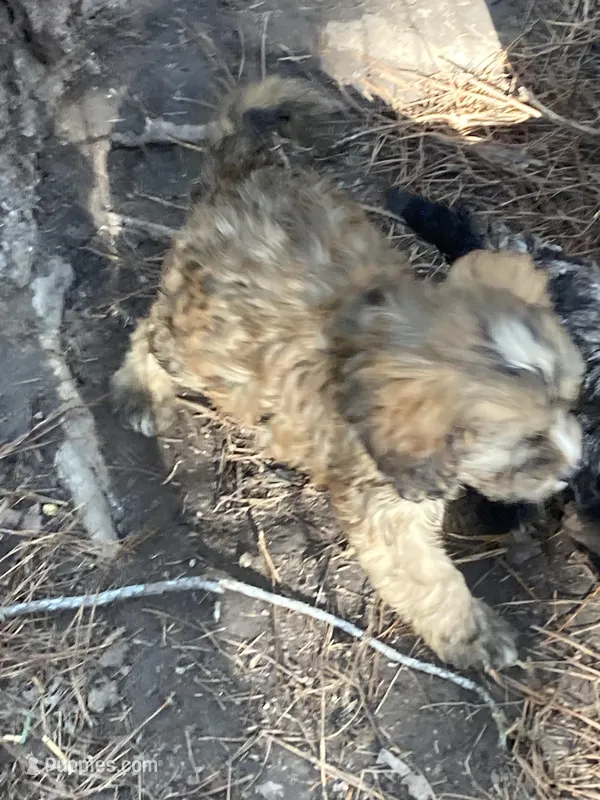 Sable – Cavapoo puppy for sale in Henderson, TN