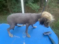 Hairless , a male Chinese Crested for sale in Henderson, TN – 5 of 6