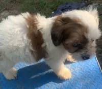 Blue , a male Cavapoo for sale in Henderson, TN – 5 of 7