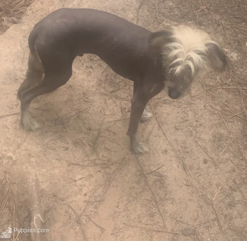 Hairless  – Chinese Crested puppy for sale in Henderson, TN