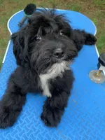 Available , a male Cavapoo for sale in Henderson, TN – 6 of 6