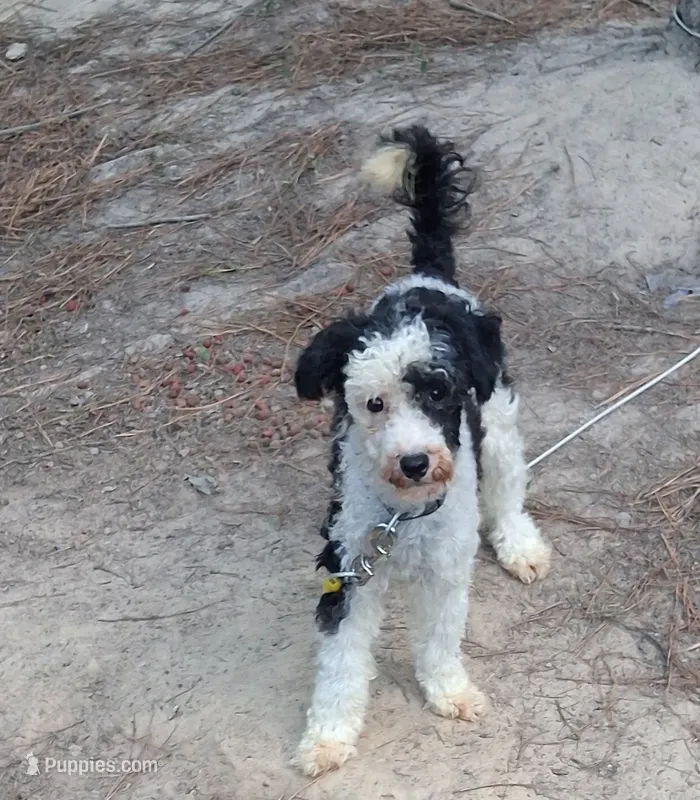 Bandit  – Poodle - Miniature  puppy for sale in Henderson, TN
