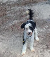 Bandit , a male Poodle - Miniature  for sale in Henderson, TN – 1 of 5