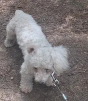 Whitey , a male Bichon Frise for sale in Henderson, TN – 2 of 5