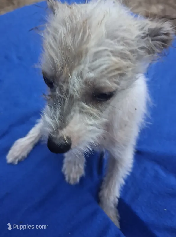 Precious  – Chihuahua, Chinese Crested puppy for sale in Henderson, TN