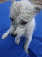 Precious , a female Chihuahua and Chinese Crested for sale in Henderson, TN – 1 of 3
