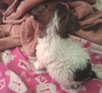 Tri male, a male Poodle - Toy  and Chiweenie for sale in Henderson, TN – 2 of 6