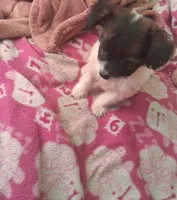 Tri male, a male Poodle - Toy  and Chiweenie for sale in Henderson, TN – 6 of 6