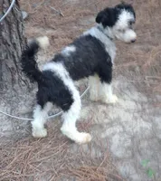 Bandit , a male Poodle - Miniature  for sale in Henderson, TN – 3 of 5